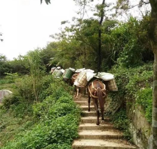 三明山区马帮运输