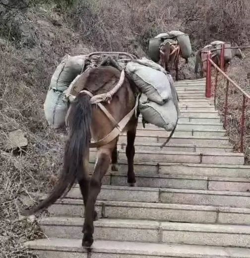 三明骡马运输